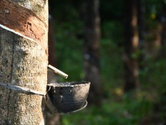 邊境沖突，橡膠供應引擔憂！