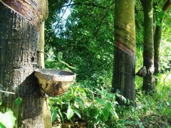 杭州熱聯,新建橡膠加工項目!